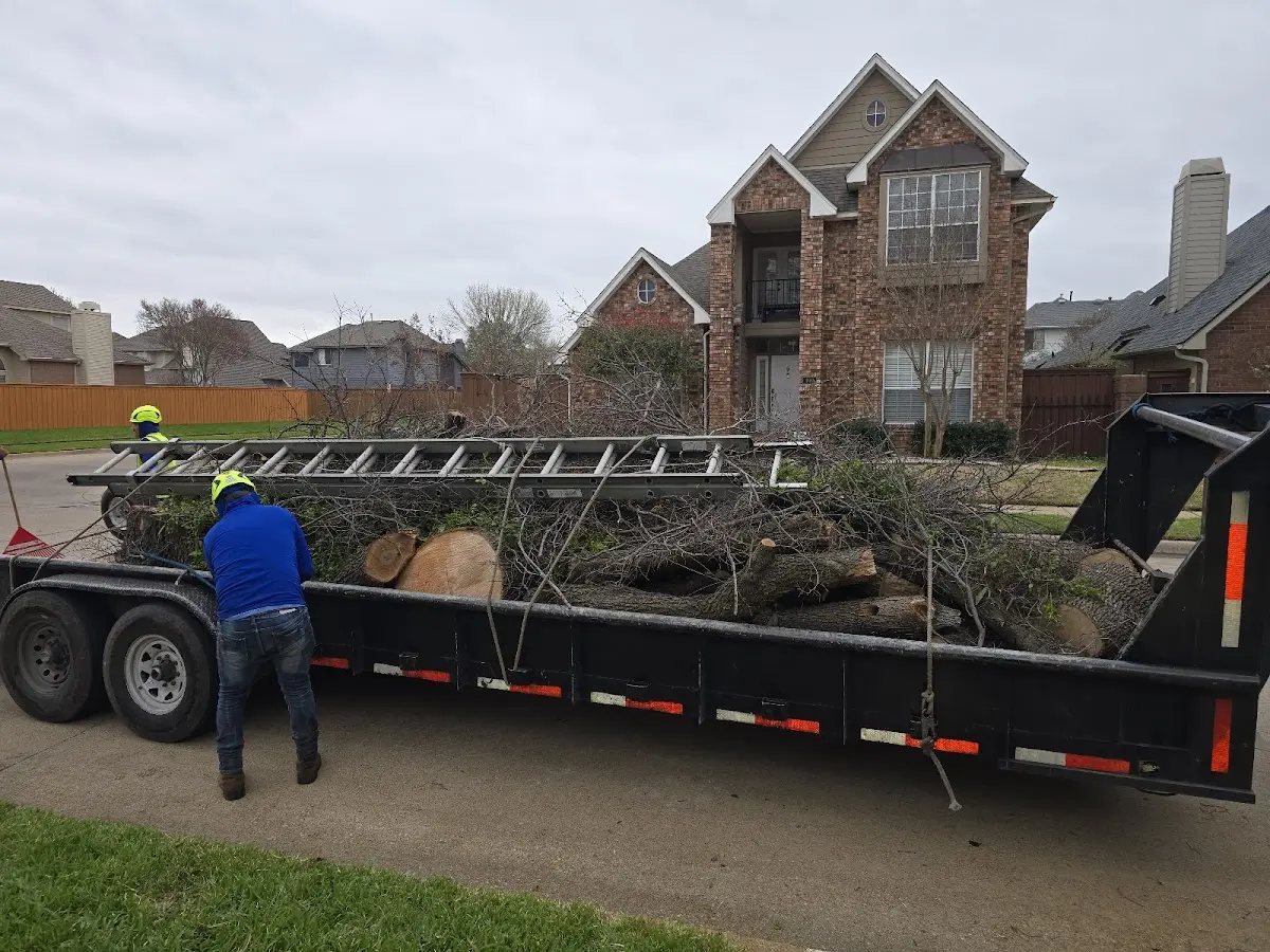 Expert Tree Removal with proper safety equipment in Bell Gardens